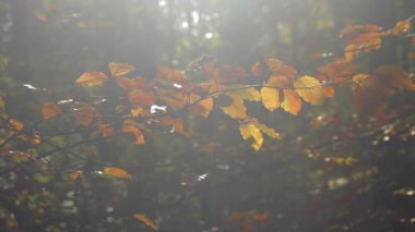Doğanın sonbahar ormanları bokeh arka planlarıyla doludur..