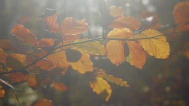 Doğanın sonbahar ormanları bokeh arka planlarıyla doludur..