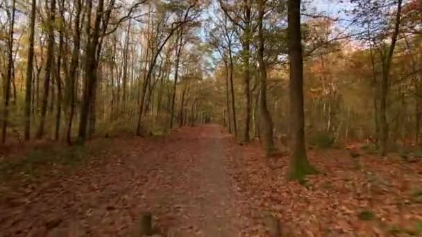 秋季森林跟踪路径拍摄自然背景 — 图库视频影像