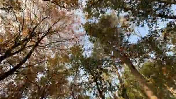 Herfst Bos Bomen Bijhouden Geschoten Natuur Achtergrond — Stockvideo