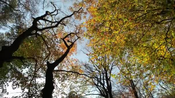 Automne Forêt Arbres Panoramique Aperçu Nature Fond — Video