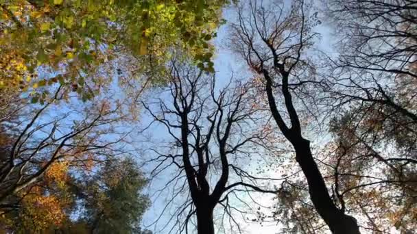 Automne Forêt Arbres Panoramique Aperçu Nature Fond — Video