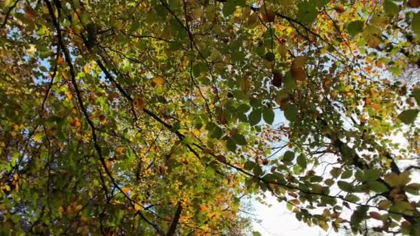 Hösten Skog Träd Panorering Skott Natur Bakgrund — Stockvideo