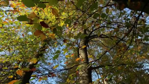 秋の森の木のパンニングショット自然の背景 — ストック動画