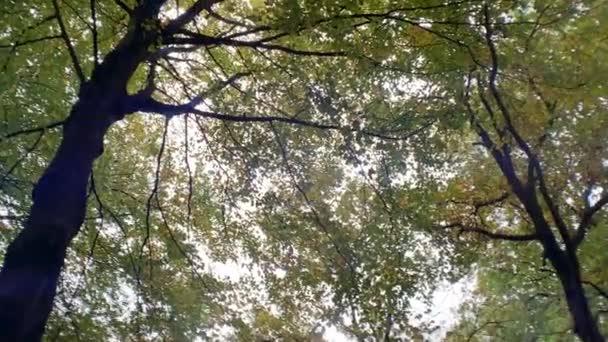 Φθινόπωρο Δέντρα Δάσος Panning Πυροβόλησε Φόντο Της Φύσης — Αρχείο Βίντεο