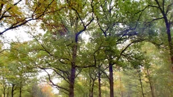 Jesień Las Drzewa Panning Strzał Natura Tło — Wideo stockowe