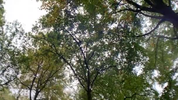 Φθινόπωρο Δέντρα Δάσος Panning Πυροβόλησε Φόντο Της Φύσης — Αρχείο Βίντεο