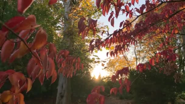 Automne Rouge Forêt Feuilles Fond Nature — Video