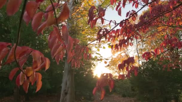 Czerwona Jesień Las Liście Natura Tło — Wideo stockowe