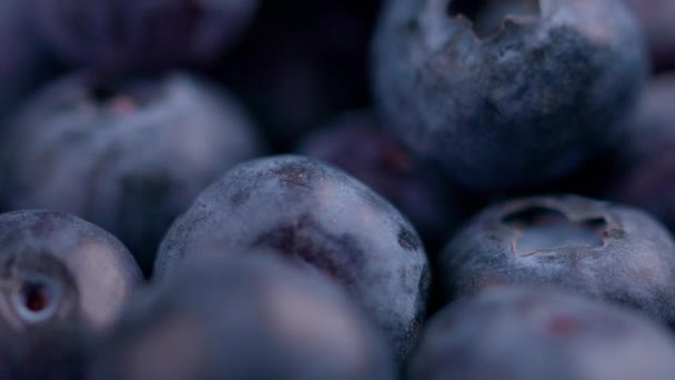 Group Fresh Blueberries Shallow Depth Field Background — Stock Video