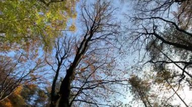 Sonbahar ormanı ağaçları doğayı çekiyorlar.. 