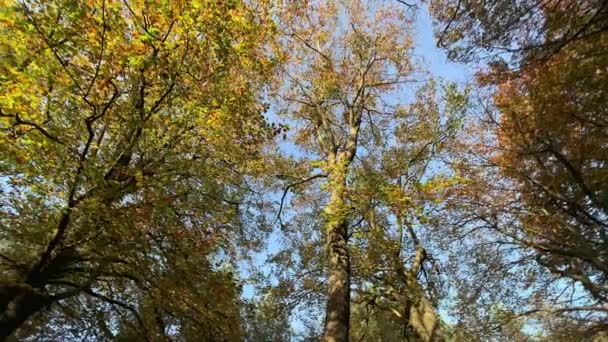 Herfst Bos Bomen Panning Schot Natuur Achtergrond — Stockvideo