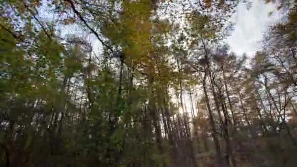 秋季森林跟踪拍摄自然背景 — 图库视频影像
