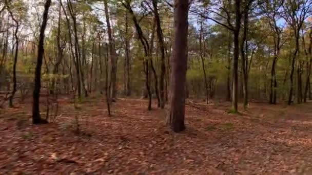 Camino Otoño Bosque Seguimiento Disparo Naturaleza Fondo — Vídeos de Stock