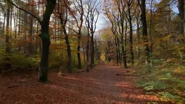 Path Autumn Forest Tracking Shot Nature Background — Stock Video