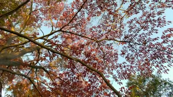 Jesień Las Drzewa Panning Strzał Natura Tło — Wideo stockowe
