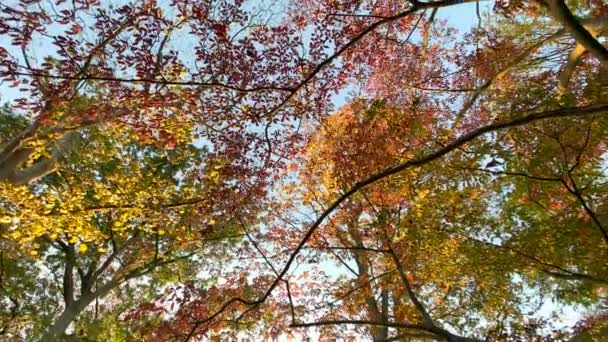 Outono Árvores Florestais Panning Tiro Natureza Fundo — Vídeo de Stock