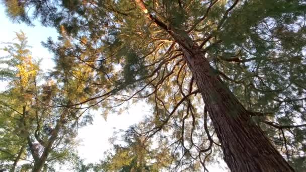 Őszi Erdő Fák Pásztázás Lövés Természet Háttér — Stock videók