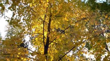 Sonbahar ormanlarından oluşan geniş bir grup, doğanın arka planını çekiyordu..