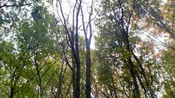 Duża Grupa Jesiennych Drzew Leśnych Pochylić Strzał Natura Tło — Wideo stockowe