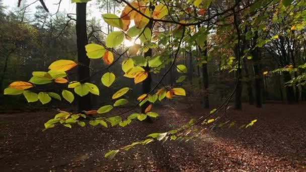 Осенний Лес Листья Слежения Съемки Природы Фон — стоковое видео