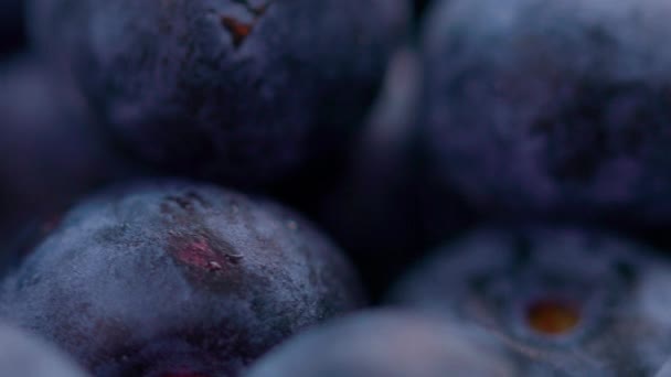 浅层背景的新鲜蓝莓群 — 图库视频影像