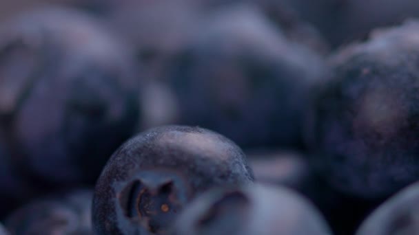 Group Fresh Blueberries Shallow Depth Field Background — Stock Video