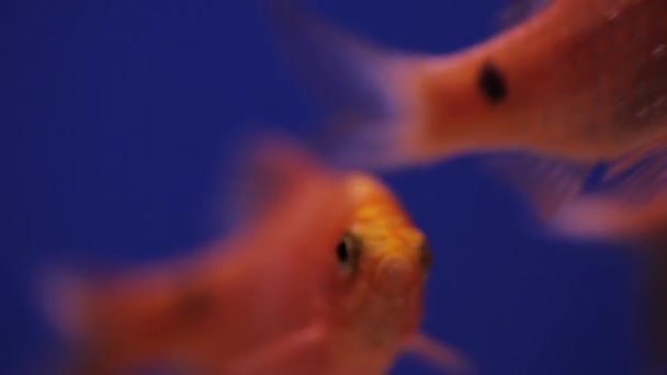 Акваріум Групою Золотих Рибок Синім Фоном — стокове відео