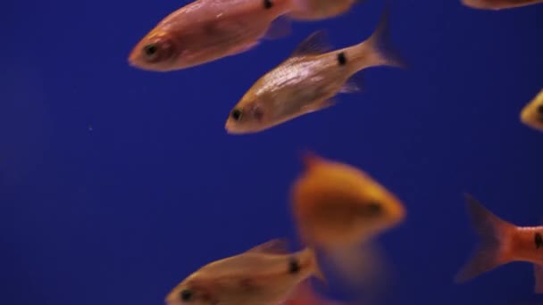 Аквариум Группой Золотых Рыбок Синем Фоне — стоковое видео