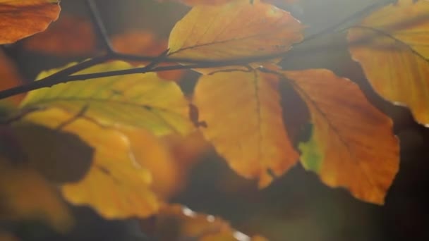 Outono Floresta Folhas Natureza Fundo — Vídeo de Stock