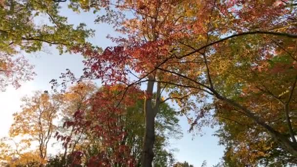 秋林泛滥成灾的自然背景 — 图库视频影像
