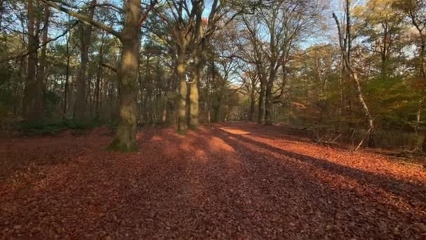 Pfad Herbst Wald Tracking Schuss Natur Hintergrund — Stockvideo