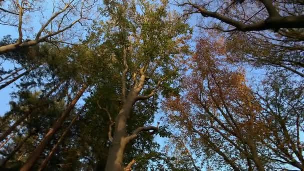 Herfst Bos Bomen 360 Graden Schot Natuur Achtergrond — Stockvideo