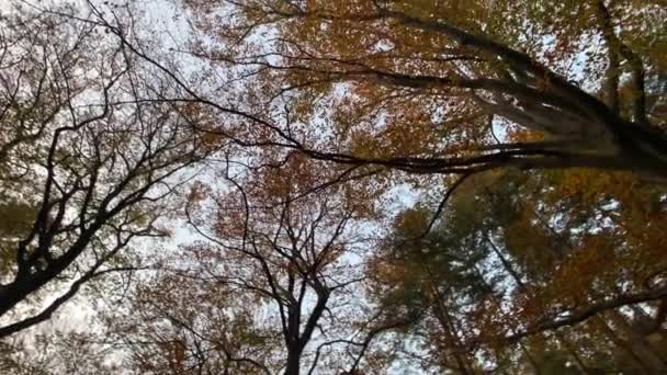 Jesienny Las Drzew 360 Stopni Strzał Natura Tło — Wideo stockowe