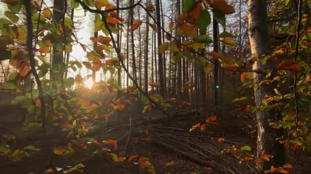 Outono Floresta Deixa Rastreamento Tiro Natureza Fundo — Vídeo de Stock