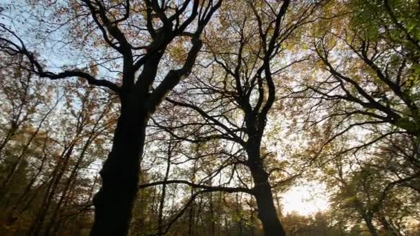 Jesienny Las Drzew 360 Stopni Strzał Natura Tło — Wideo stockowe