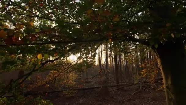 Autumn Forest Leaves Tracking Shot Nature Background — Stock Video
