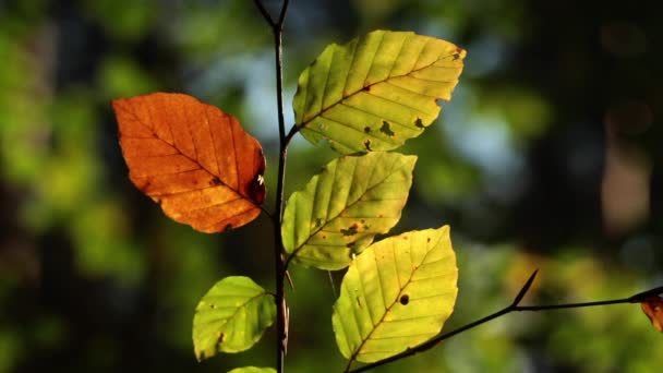 自然の秋の森の葉とボケの背景 — ストック動画