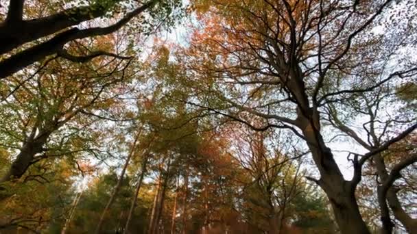 Podzimní Lesní Stromy Naklonit Dolů Záběr Příroda Pozadí — Stock video