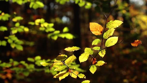 Heller Herbstwald Hinterlässt Naturhintergrund — Stockvideo