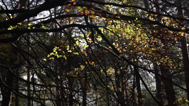 秋の森の木 自然の背景 オランダ — ストック動画