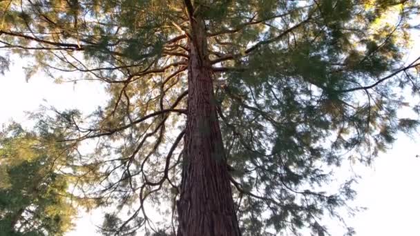 Baixo Ângulo Vista Outono Árvore Natureza Fundo Inclinar Tiro — Vídeo de Stock