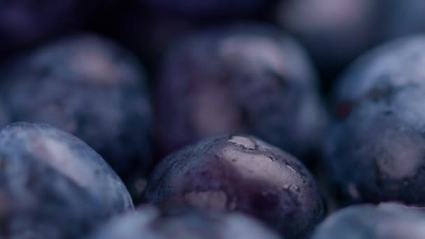 Kelompok Blueberry Segar Dengan Kedalaman Latar Belakang Field Yang Dangkal — Stok Video