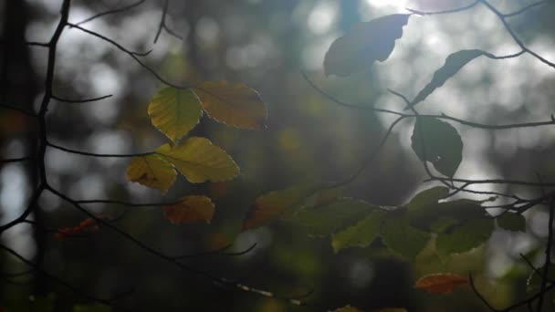 Φθινοπωρινό Δάσος Φύλλα Φόντο Της Φύσης — Αρχείο Βίντεο