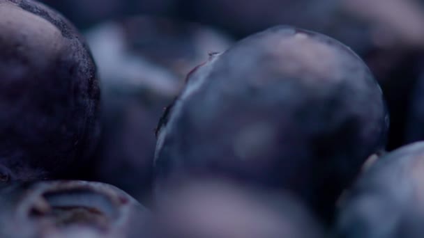 フィールド背景の浅い深さの新鮮なブルーベリーのグループ — ストック動画