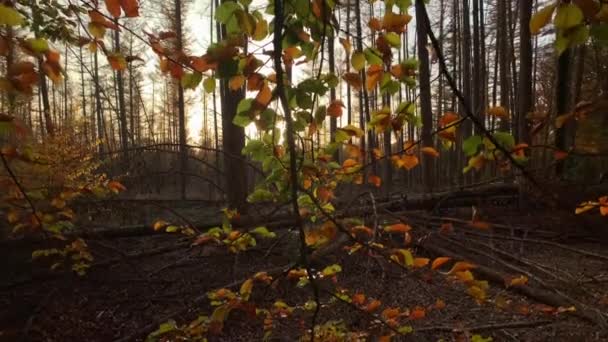 Otoño Árboles Forestales Panorámica Tiro Naturaleza Fondo — Vídeo de stock