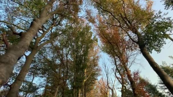 Automne Forêt Arbres Suivi Plan Nature Arrière Plan — Video