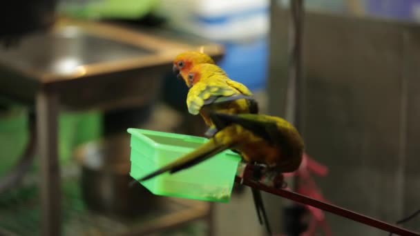 タイのチェンマイのナイトマーケットで黄色いパレード鳥の小さなグループ — ストック動画