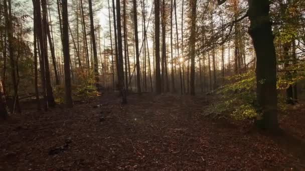 Δάσος Έδαφος Που Καλύπτεται Κόκκινα Φύλλα Φθινόπωρο Περπάτημα Gimbal Πυροβόλησε — Αρχείο Βίντεο