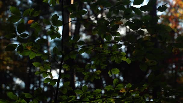 Φωτεινό Φως Του Ήλιου Αλλάζει Φθινόπωρο Δάσος Αφήνει Φόντο Της — Αρχείο Βίντεο